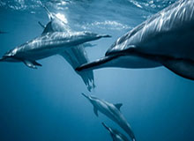 开云体育官方-乒超女团深圳大学逆转夺冠 陈梦：这是团队的胜利